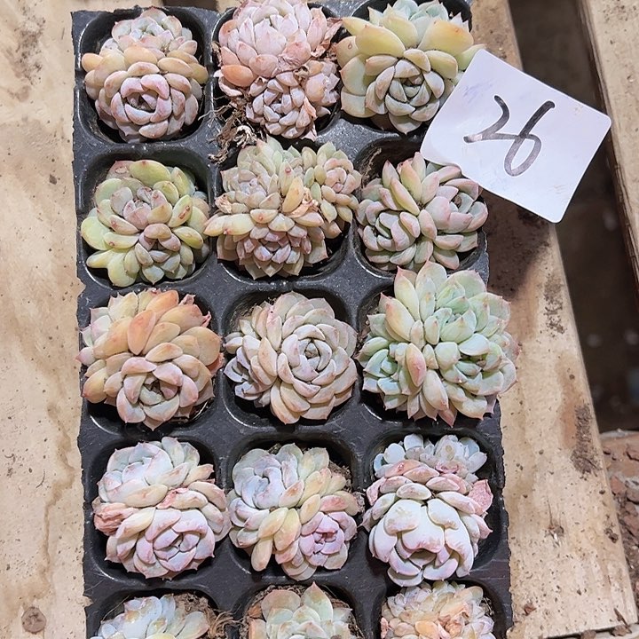 直播福利一物一拍26