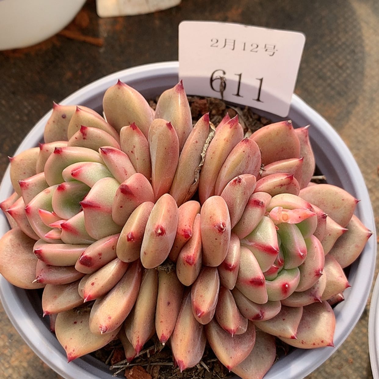 【闪购商品】云611