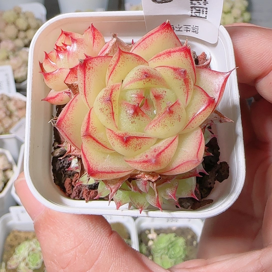 1126-359群生不包整