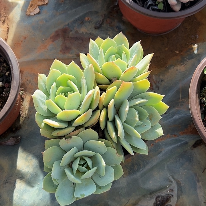 美***美多肉植物实物直播实物178