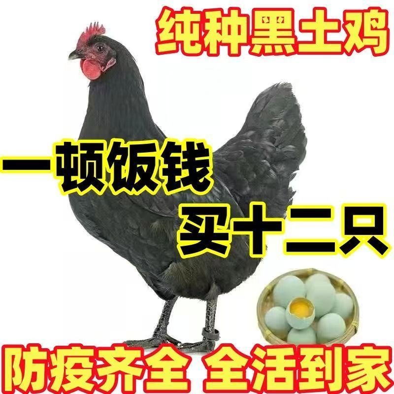 黑凤鸡12只公母可选 半斤左右宠物鸡包邮