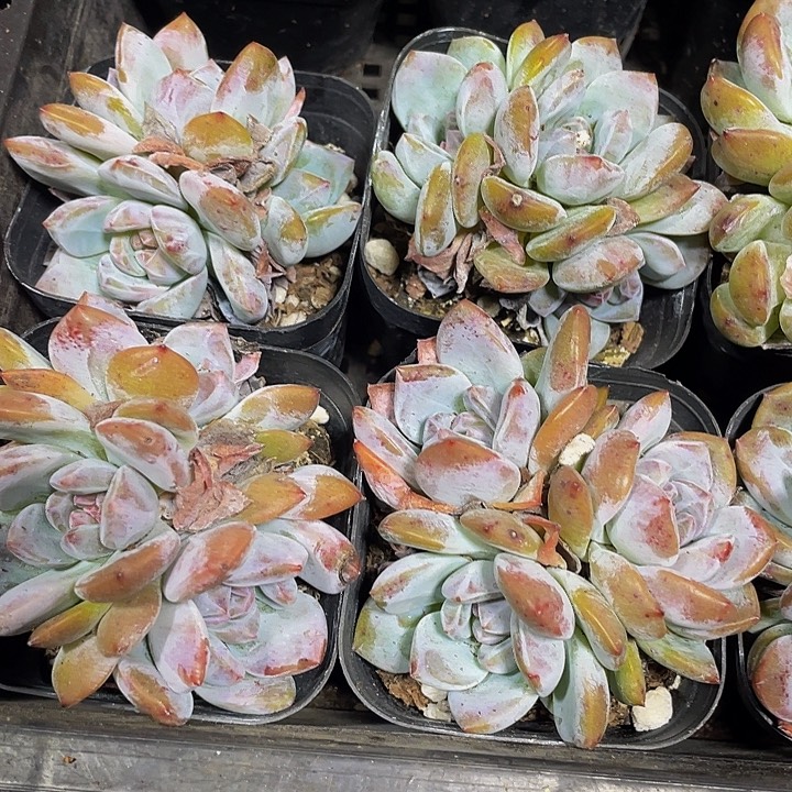 三头星影带盆土发