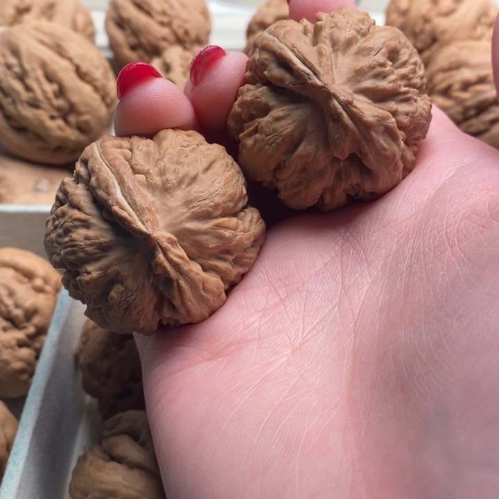 声***z霸王龙全品无修一刀没动