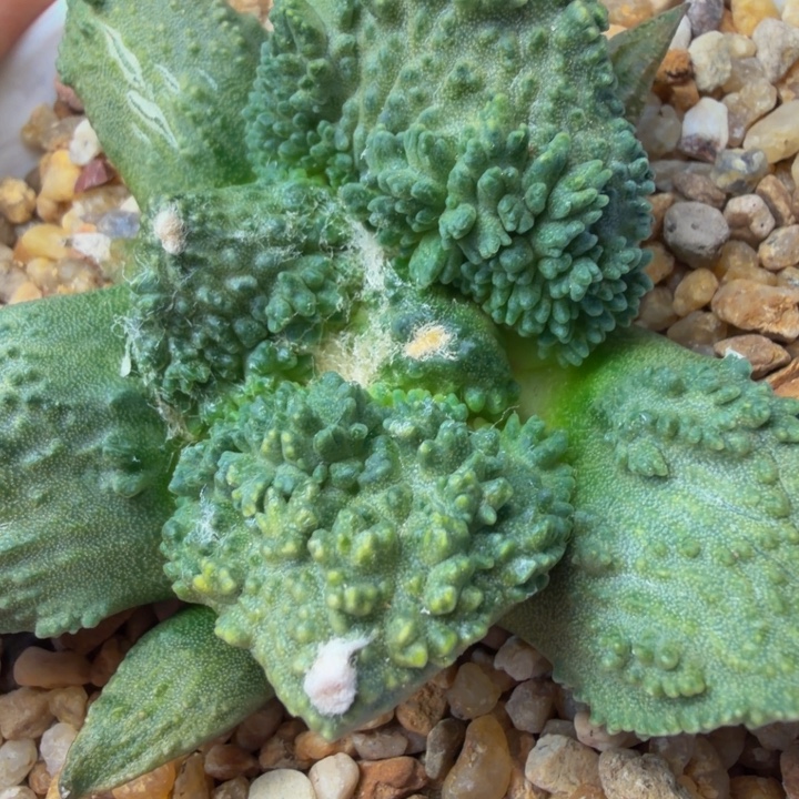 爆炸蓝色珊瑚怒带黄颗粒锦