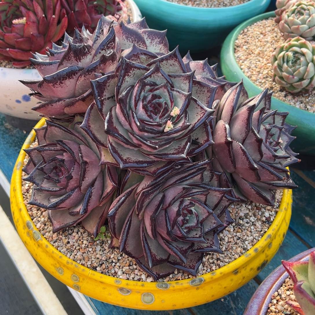 从前慢多肉精选编号0210.巨人王