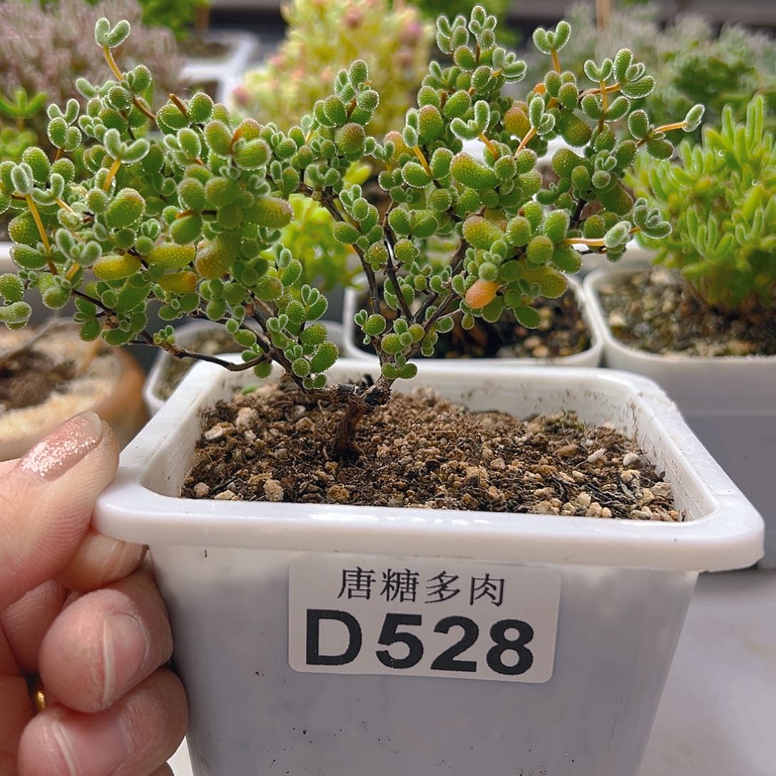 翡翠528。           