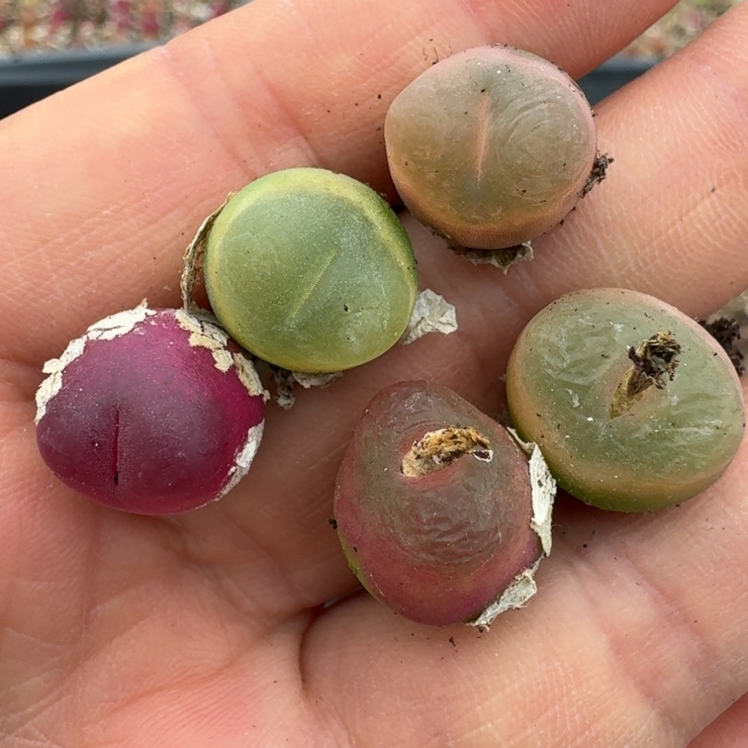 4102来了就联系我哦