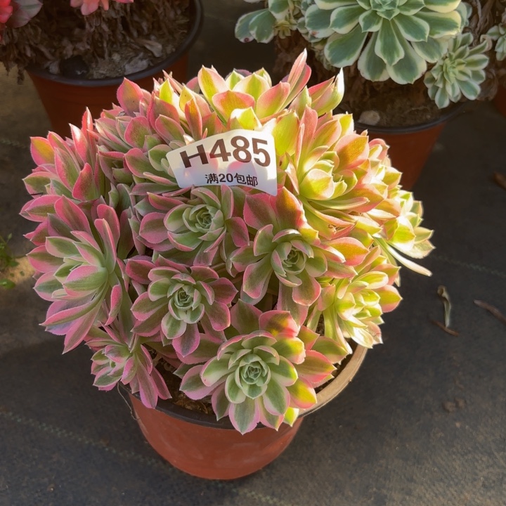 瑞妈，。。---485粉水晶，