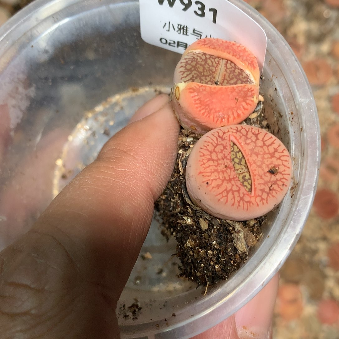 毛*W931多肉植物保护