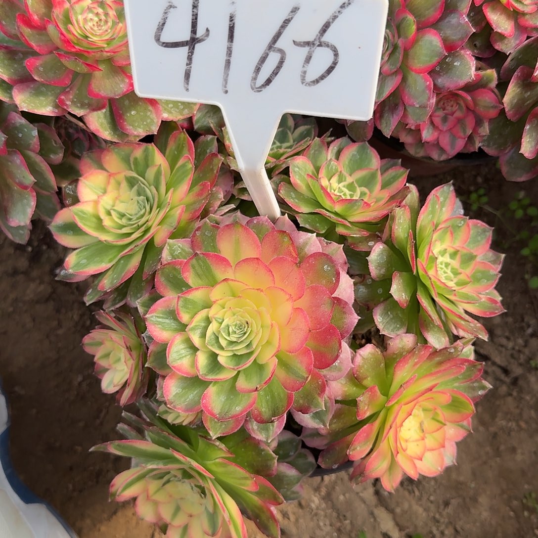 4166海仙多肉法师多肉