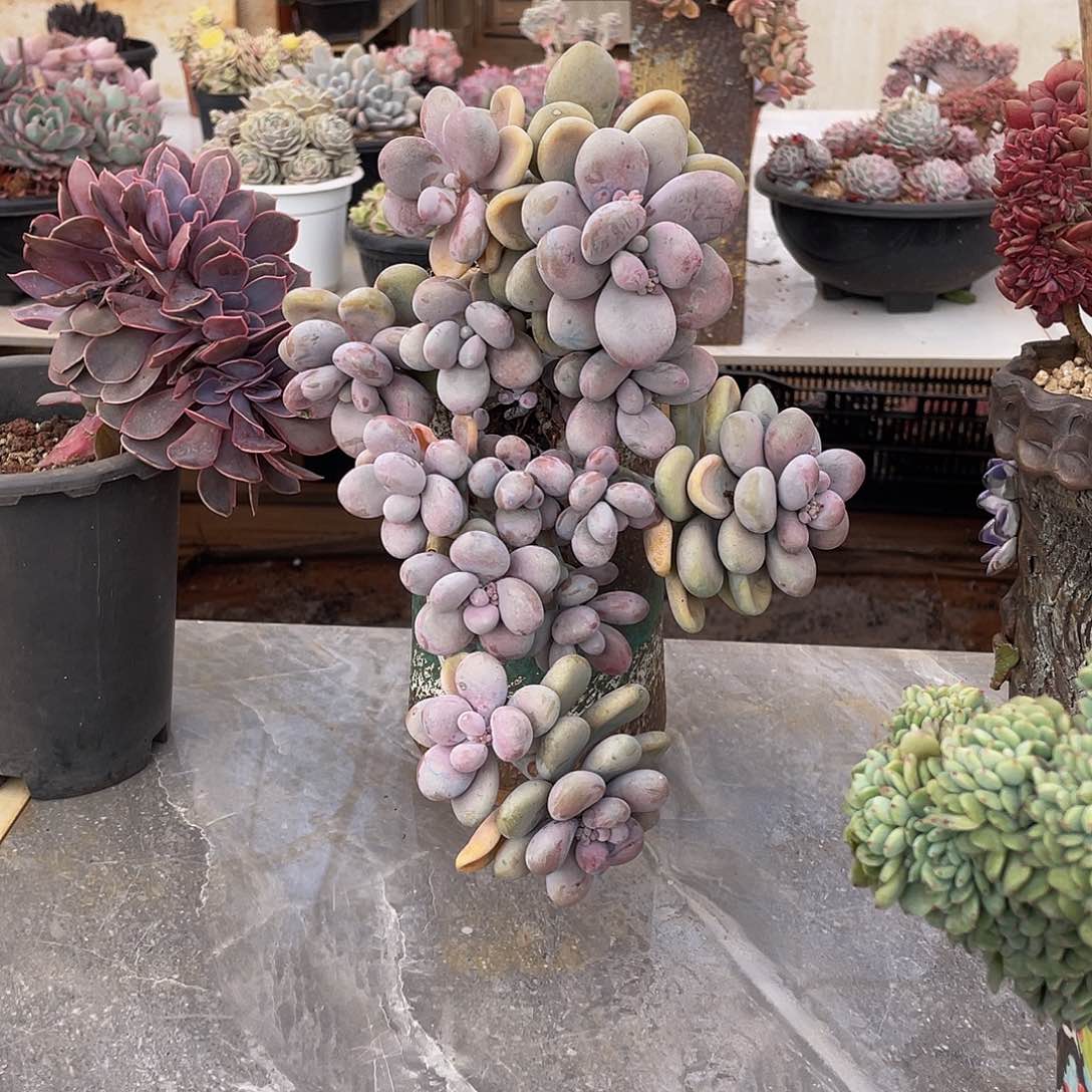 桃蛋多肉多肉多肉