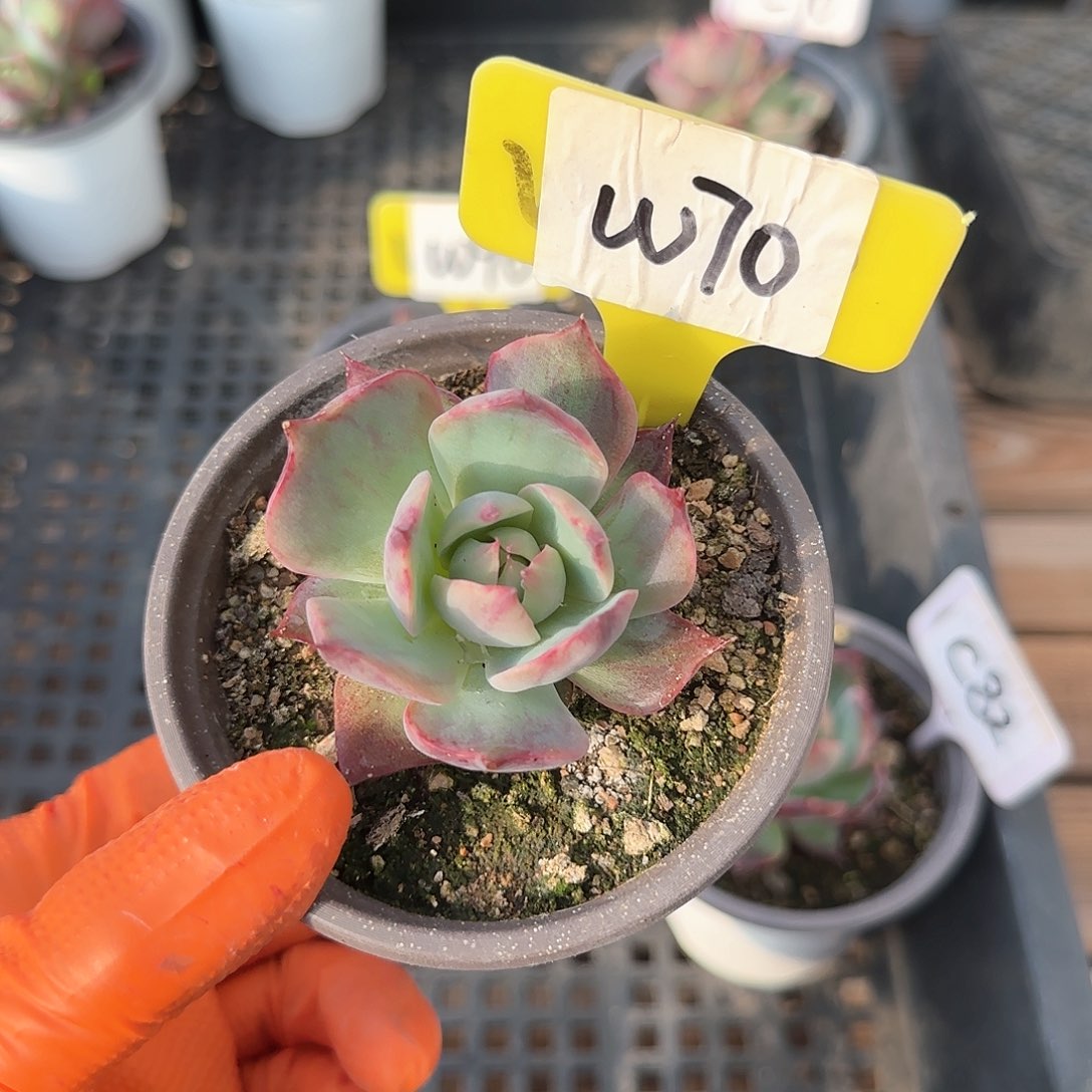 胖**?W70惊鸿单头多肉