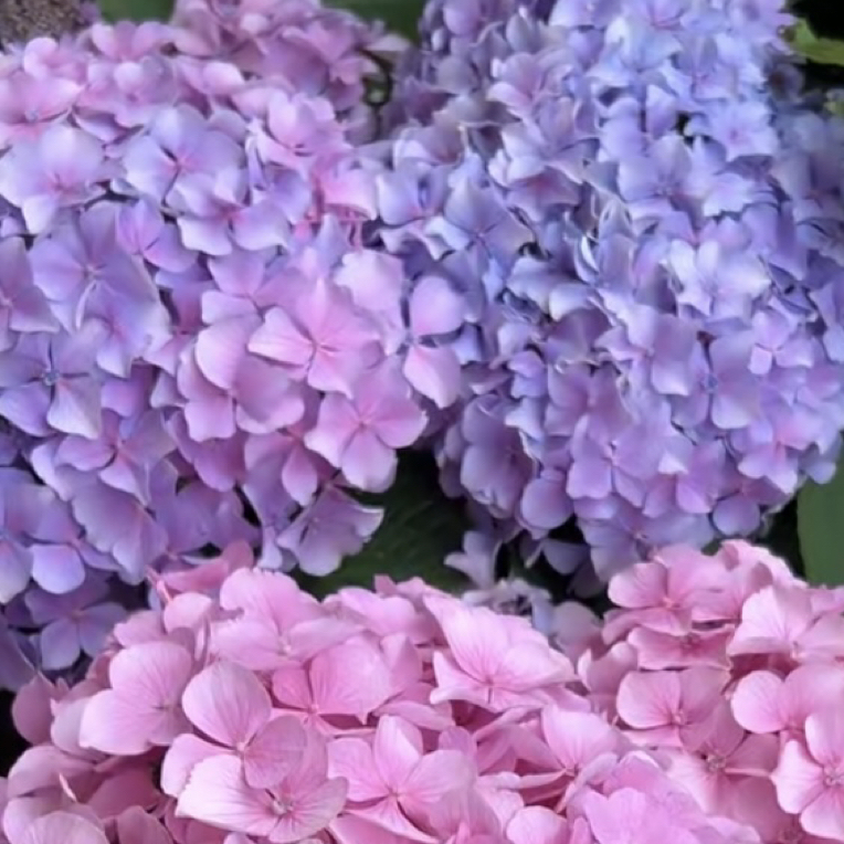 《海洋之心》贵州露天粉色绣球，耐寒耐热庭院阳台种植易活