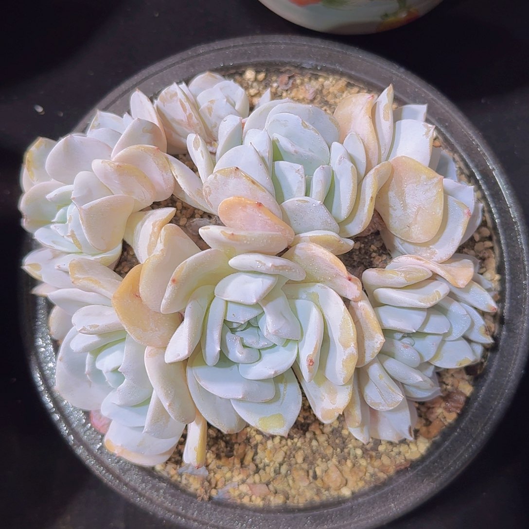 雪特多肉一物一拍