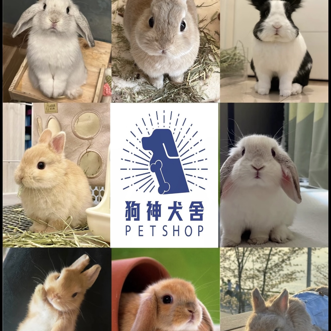 【狗神】精选小宠宠物活体1️⃣