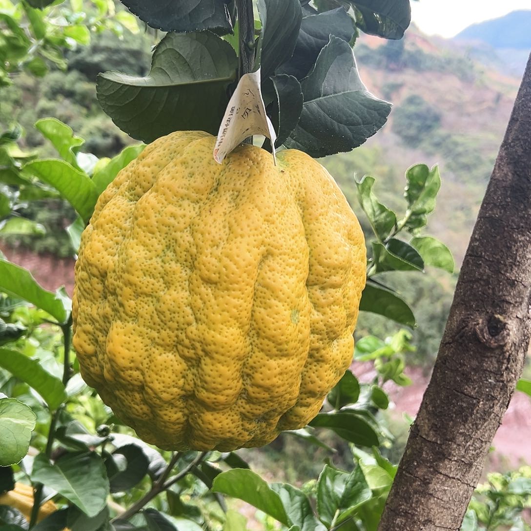 顺***锅香水柠檬云南高山大香橼
