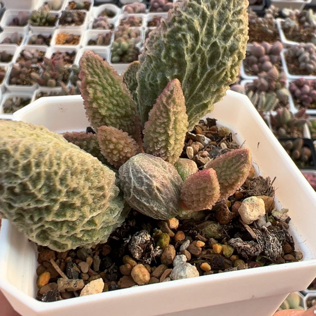 苍龙老庄多头多肉