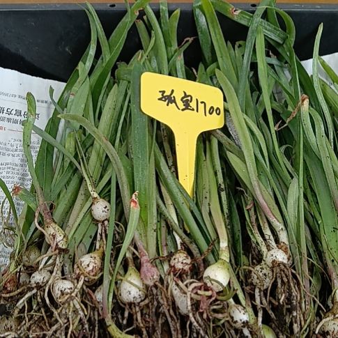 无花朵孤宝1700/0.8-1发二个