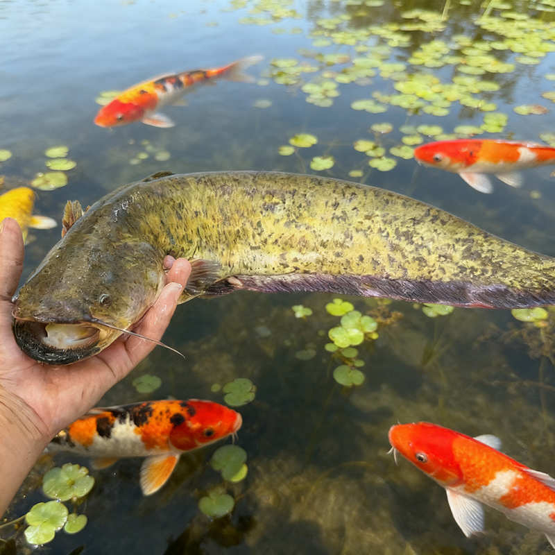 正宗南方大口鲶鱼淡水养殖观赏