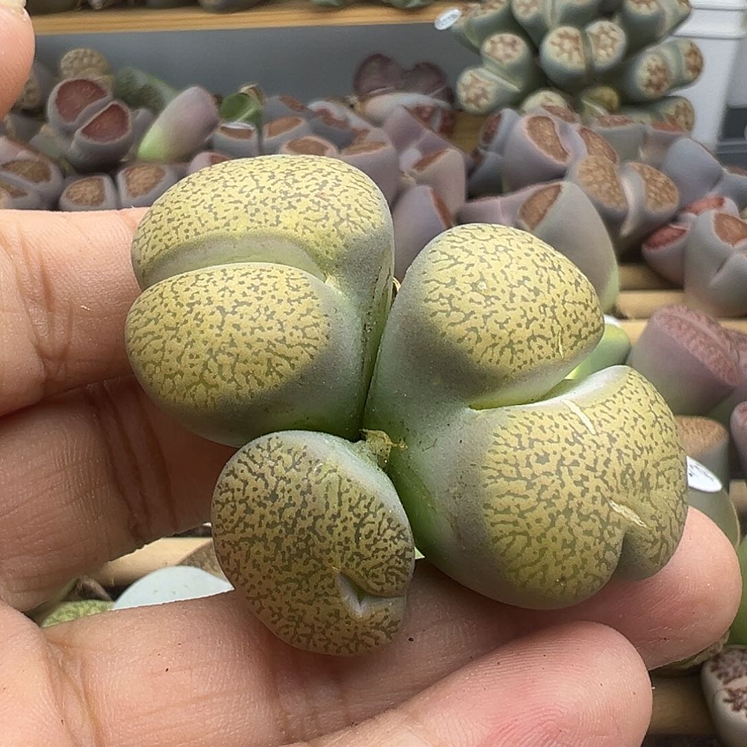 3727福利清111111送11
