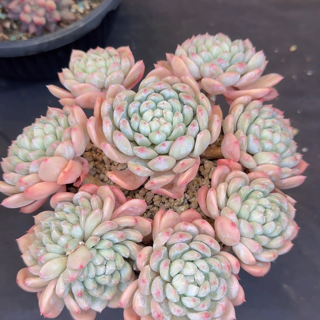 多肉植物和植物等植物的生长