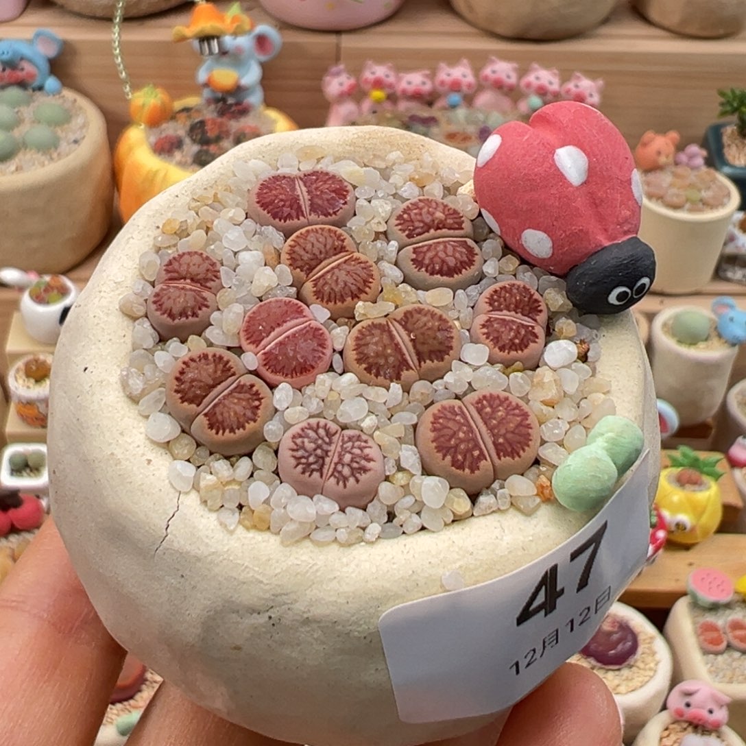 多肉植物47号红窗菊