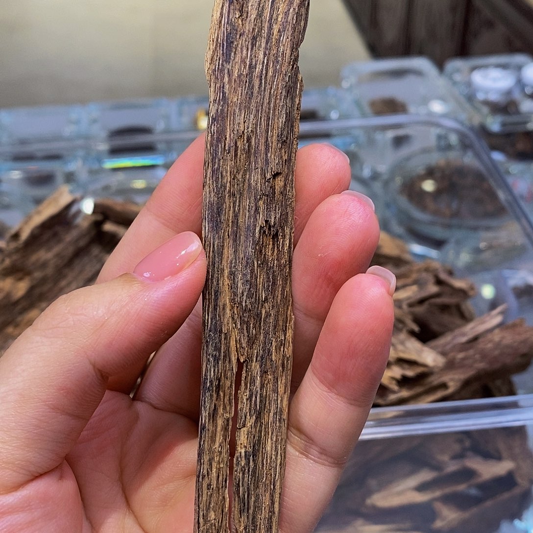沉香碎屑沉香D43越南芽庄虫漏料 5克