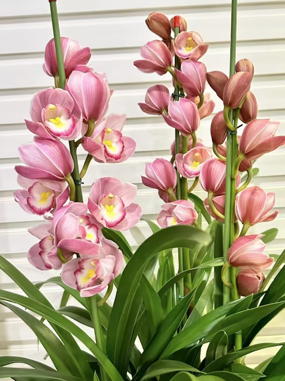 （锤子家的朝阳）大花惠兰年宵花室内外好养易活大花兰花盆栽