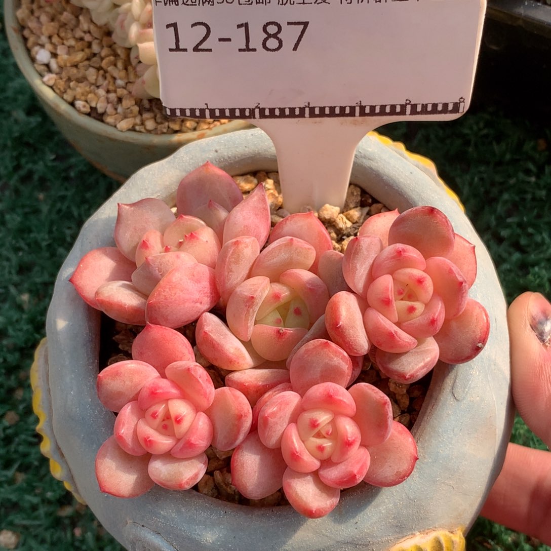 编号珍妮造型老桩多肉