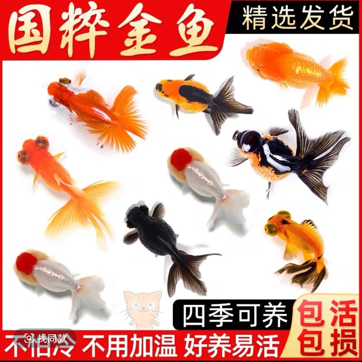 精品金鱼2-5厘米21条（国狮/泰狮/玛丽）花色搭配发货