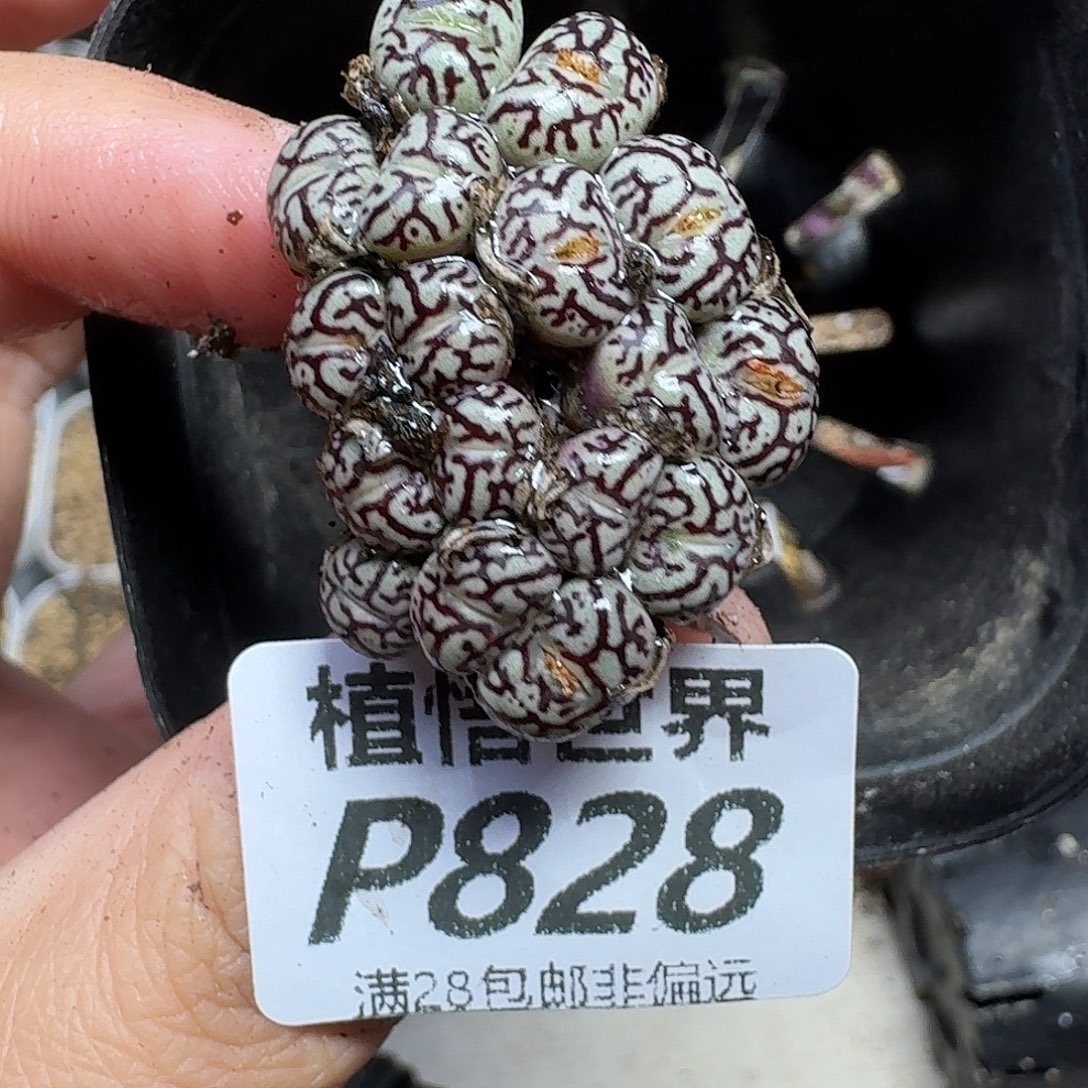 多肉植物的润泽fghjj