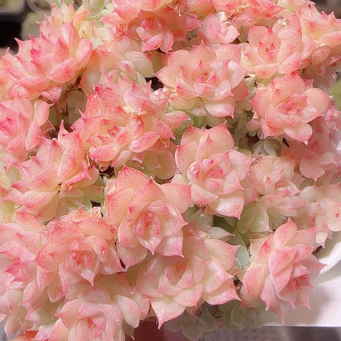 花语逸镜1128-110散