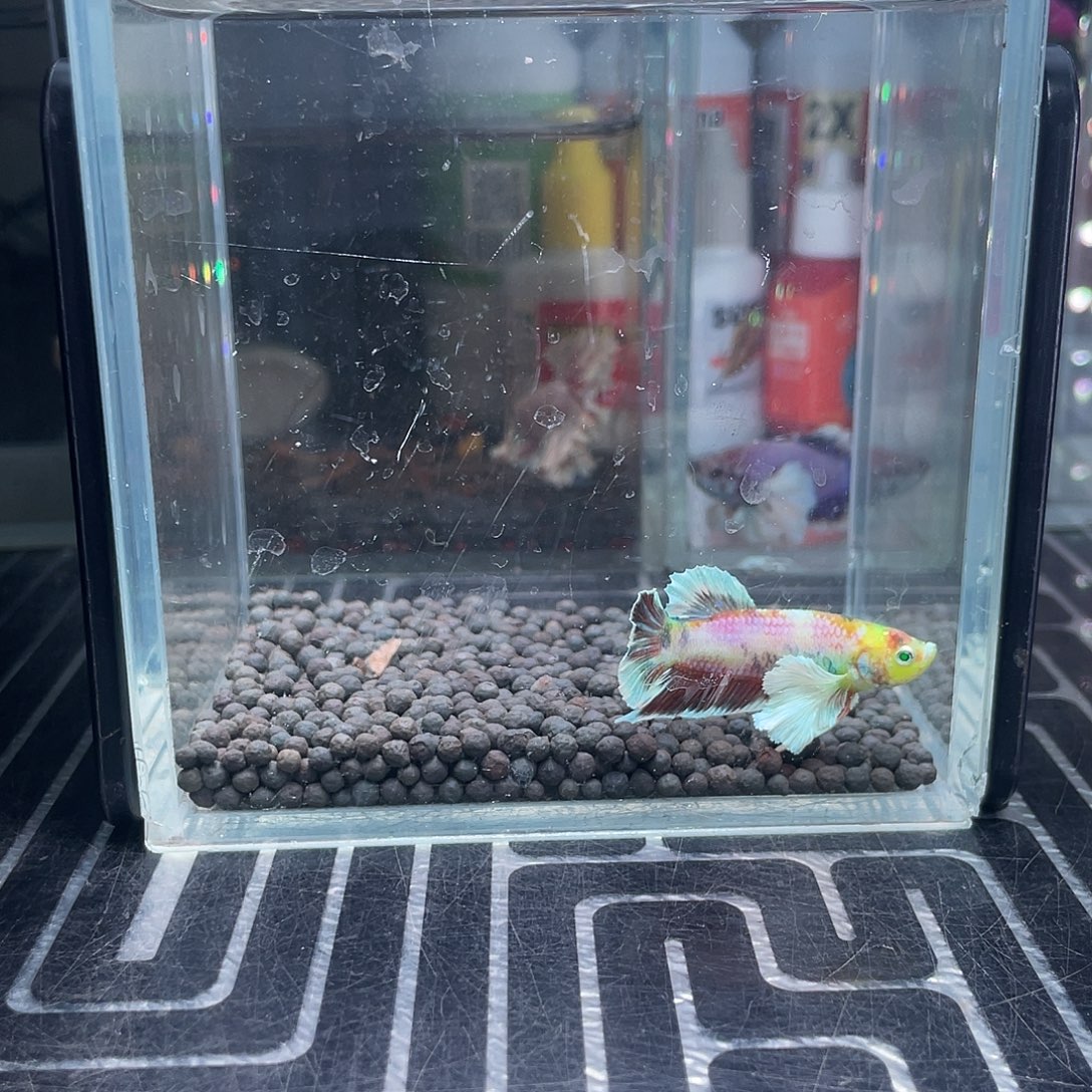 斗鱼10号123晚漫画大耳绿眼