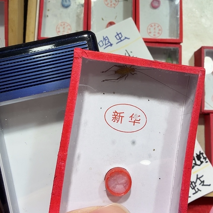 老***菜蟋蟀盒子和鸣虫包邮