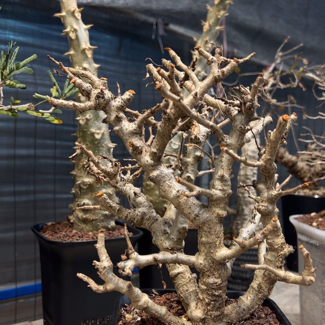 436念珠沙漠苏木块根植物脱土发货