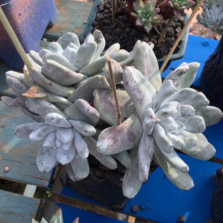 拇指，2月8日发货