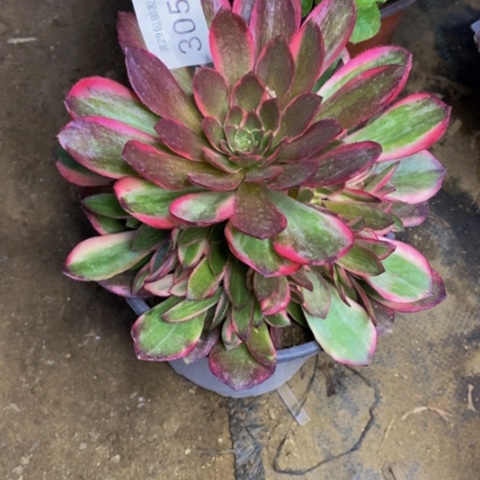 黑魔锦多肉植物3055