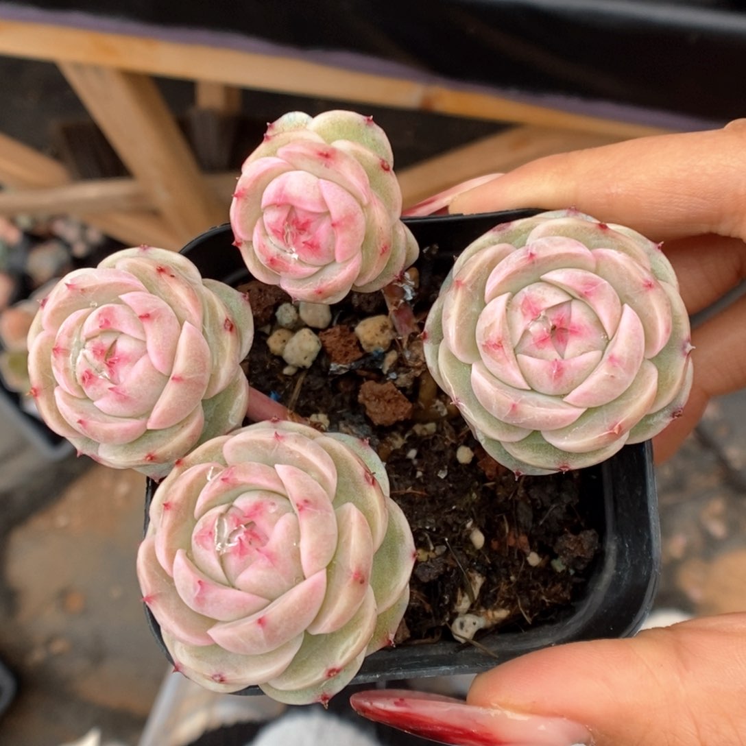 白芷珍妮可拍555号。