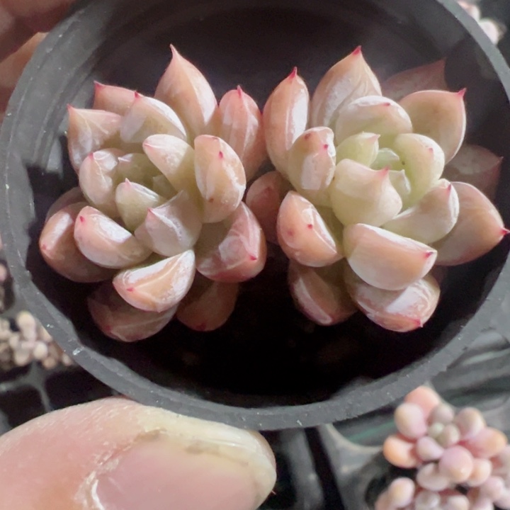 白达翡翠精品多肉植物