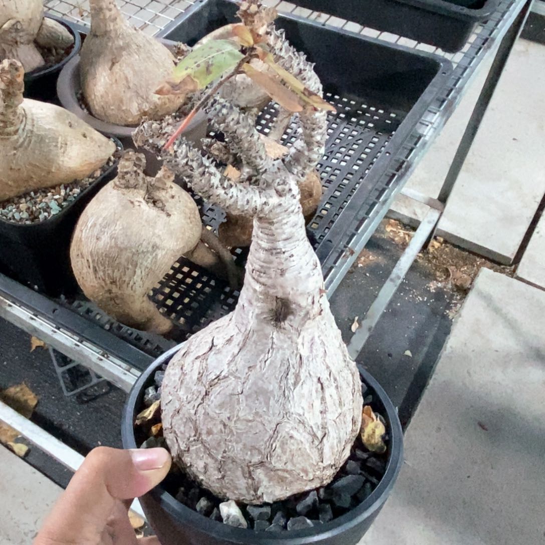 高原油柑多肉植物