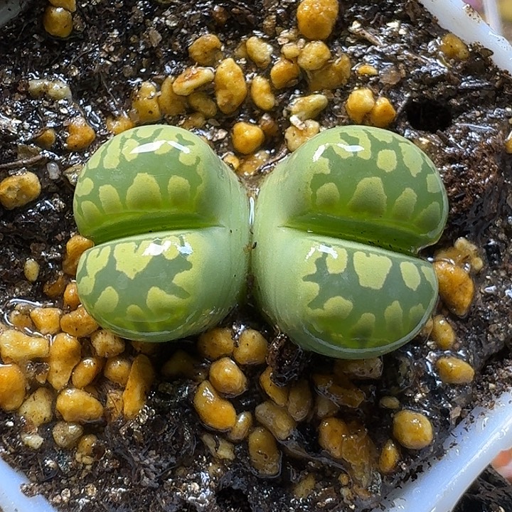 生石花11221。   301