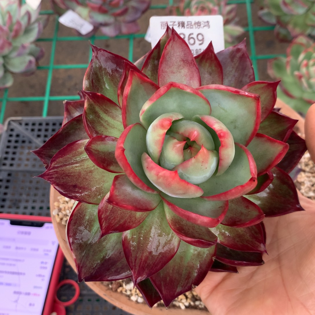 梦***冰1369号多多肉植物惊鸿14