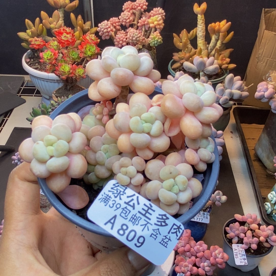 809洛可可多肉7c m