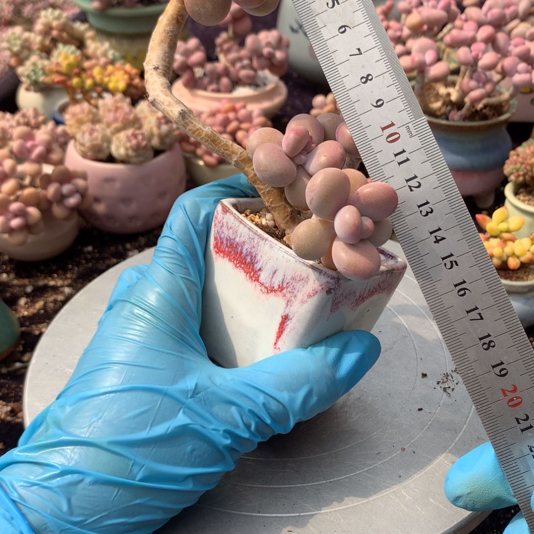 15号带盆偏远地区不包邮的