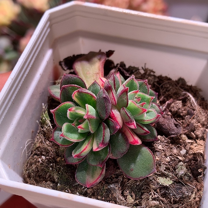 丹尼尔底座两个花锦头