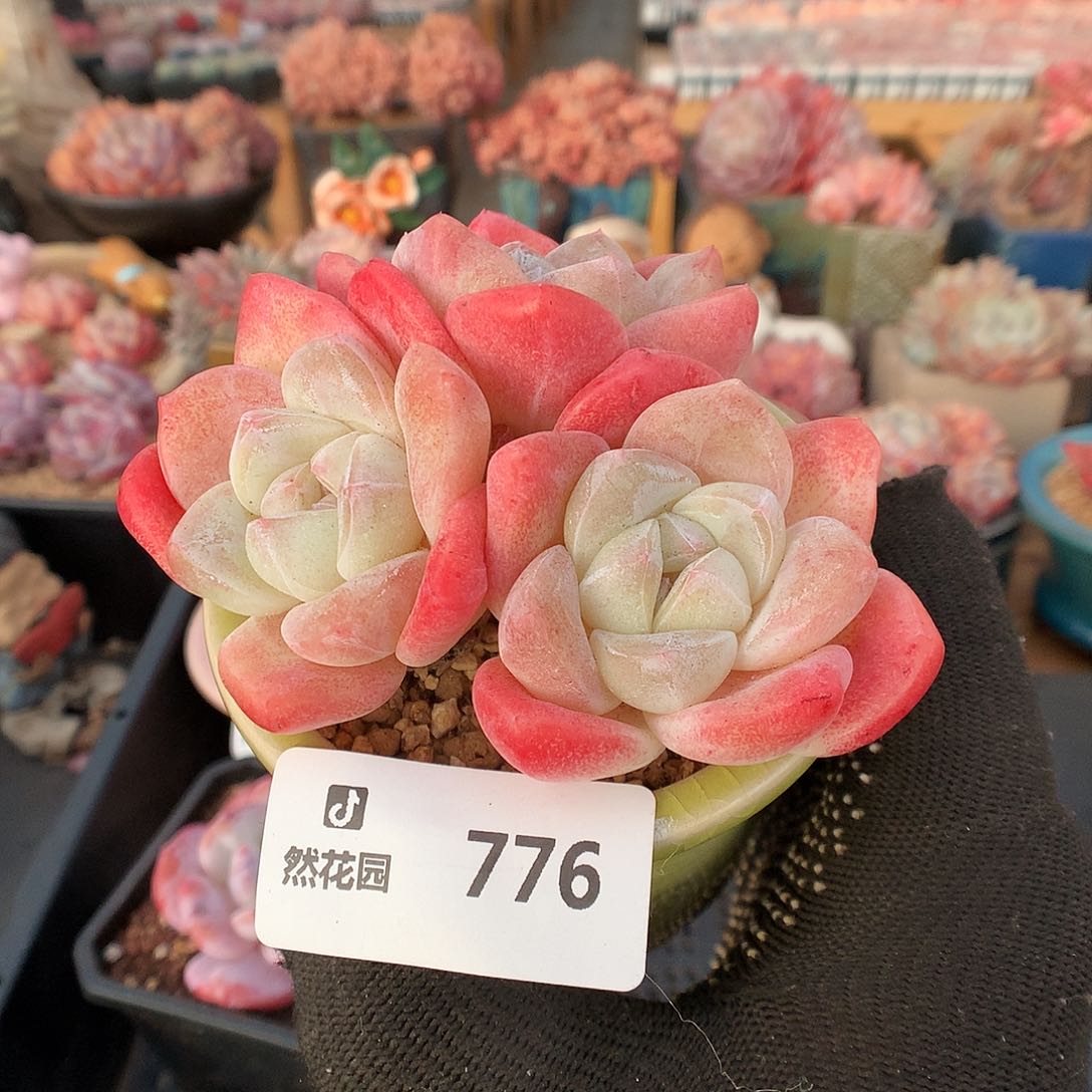 776冰玉多肉植物666