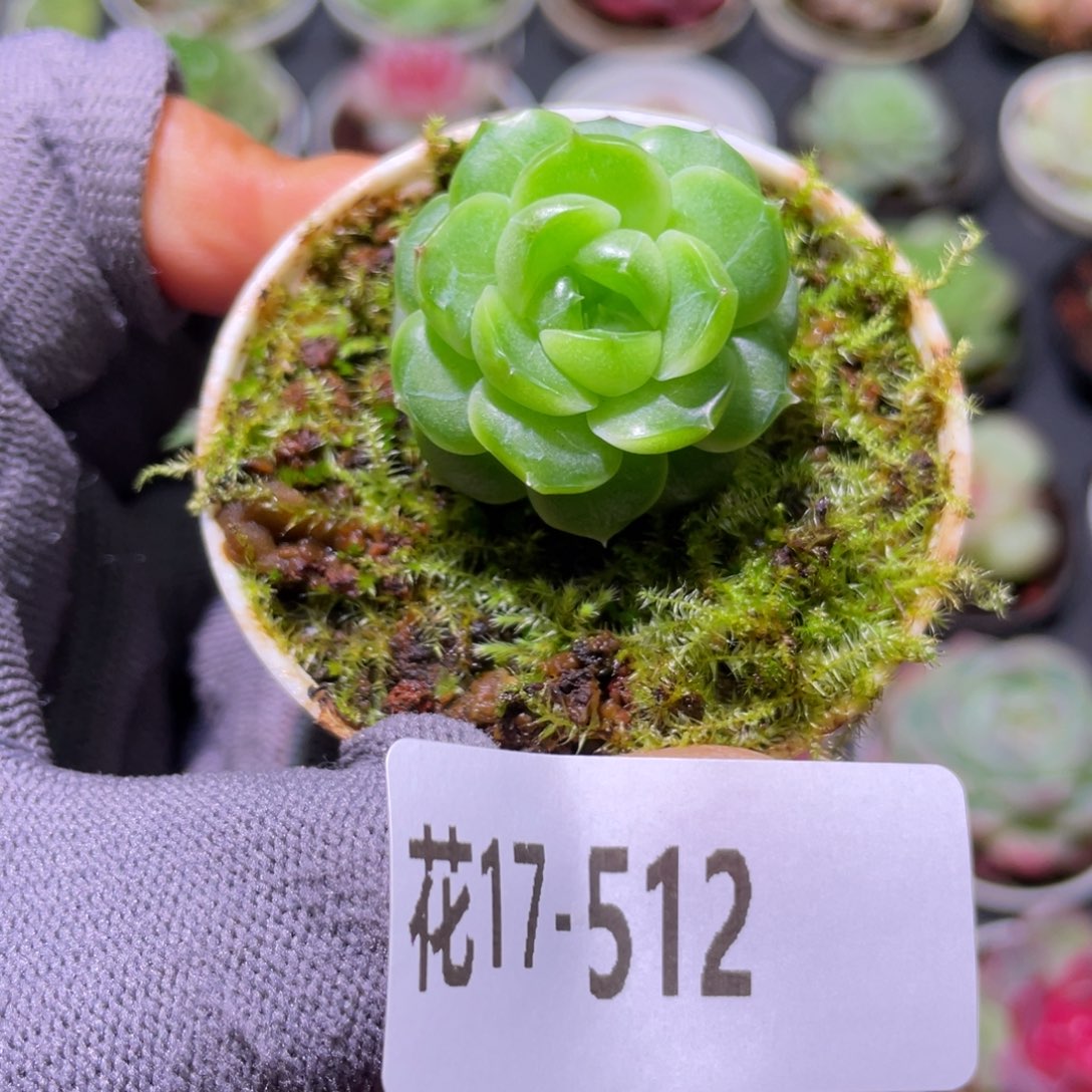 花利美17-512珍妮