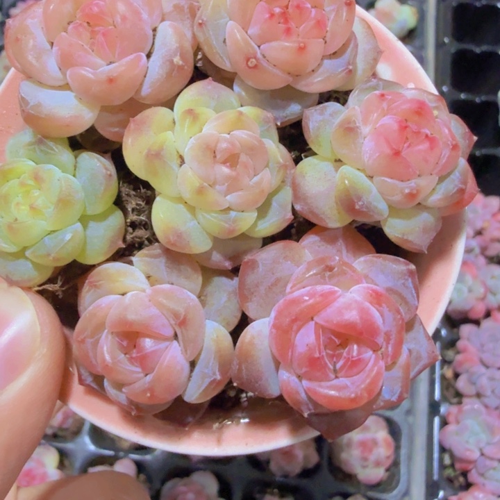 七彩冰魄五颗一组