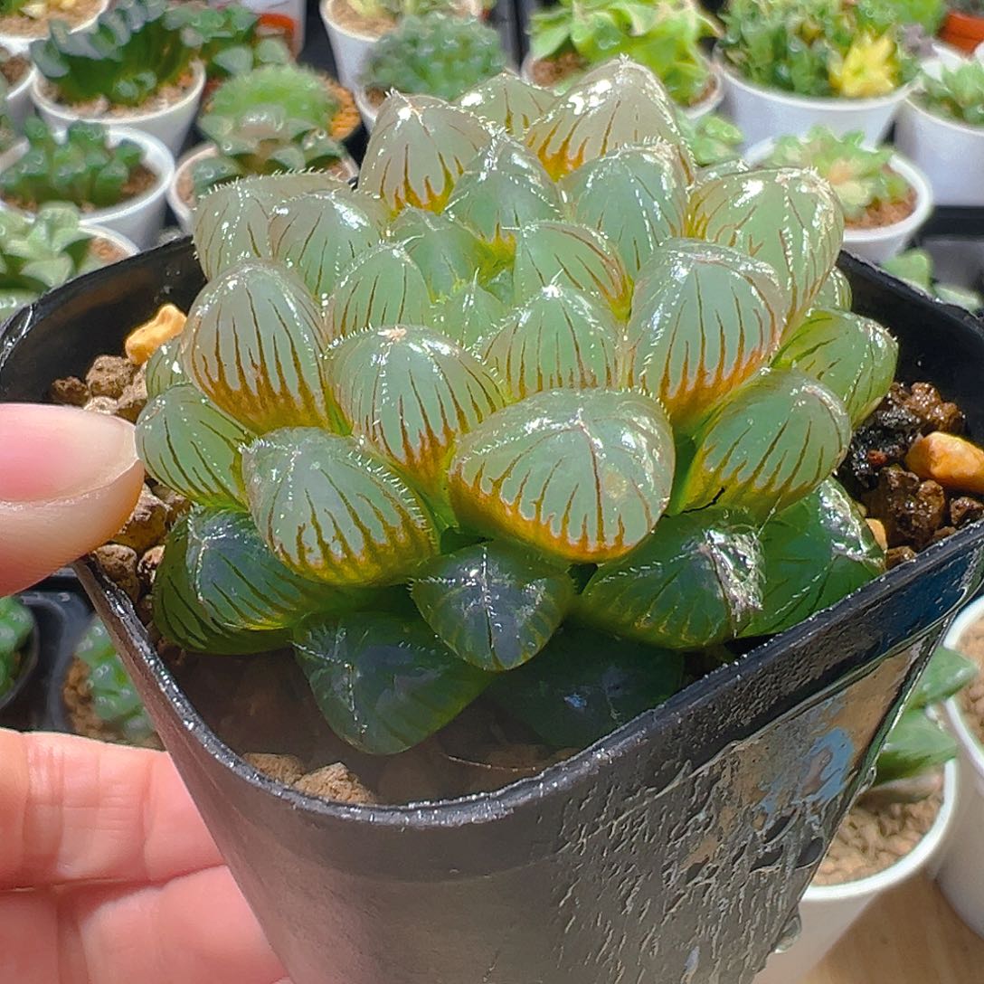 彩色洛神玉露多肉植物一颗