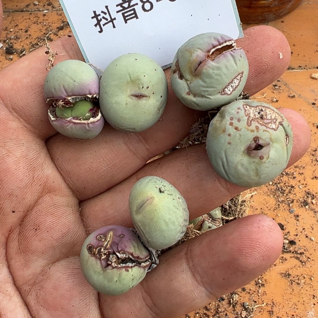 8-56肉锥多肉植物